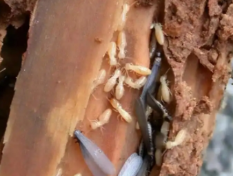 兴国白蚁防治公司分享看似渺小的白蚁：被误解的生态工程师与居家隐患